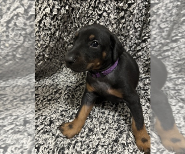 Medium Photo #19 Doberman Pinscher Puppy For Sale in WESTON, WI, USA