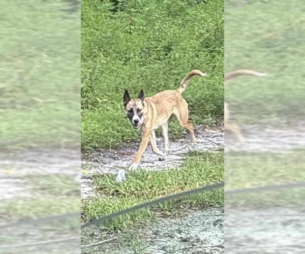 Medium Photo #1 Mutt Puppy For Sale in Ocala, FL, USA