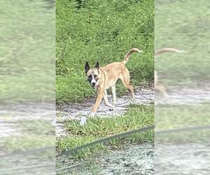 Mutt Dogs for adoption in Ocala, FL, USA