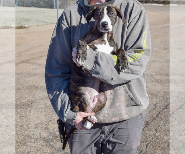 Medium Photo #3 Boxer-Plott Hound Mix Puppy For Sale in Huntley, IL, USA