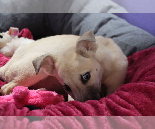 Medium Photo #35 Labrador Retriever-Unknown Mix Puppy For Sale in Sebec, ME, USA
