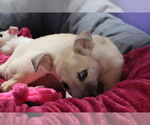 Small #34 Labrador Retriever Mix