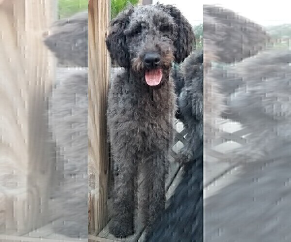 Medium Photo #5 Labradoodle Puppy For Sale in CHICAGO, IL, USA