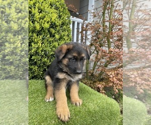 German Shepherd Dog Puppy for sale in FERNDALE, WA, USA