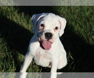 Boxer Puppy for sale in SHIPSHEWANA, IN, USA