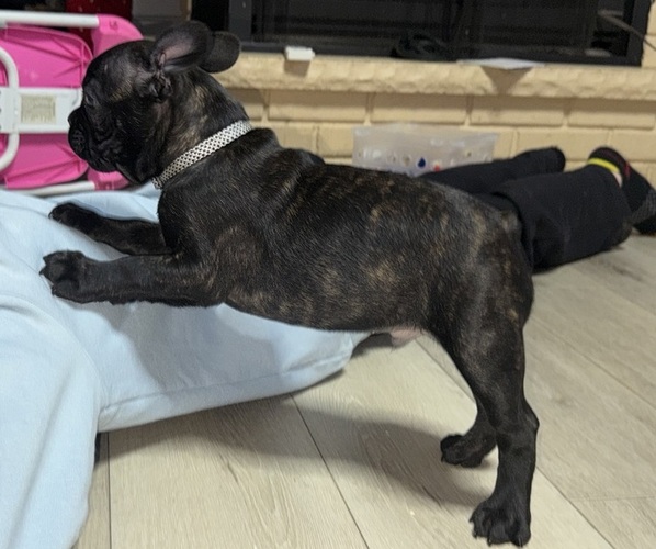 Medium Photo #21 Faux Frenchbo Bulldog Puppy For Sale in ROUND LAKE, IL, USA