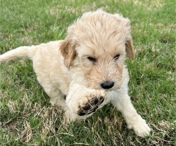 Medium Photo #4 Goldendoodle Puppy For Sale in EDMOND, OK, USA
