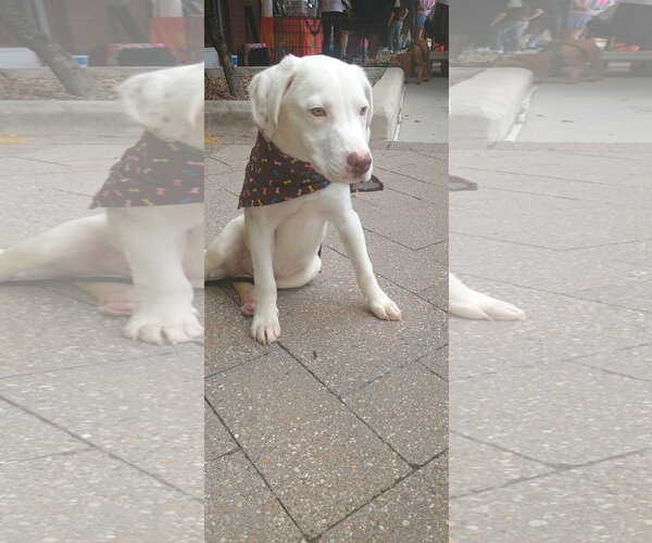 Medium Photo #2 Labrador Retriever-Unknown Mix Puppy For Sale in The Woodlands, TX, USA