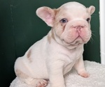 Small Photo #18 French Bulldog Puppy For Sale in GOSHEN, IN, USA