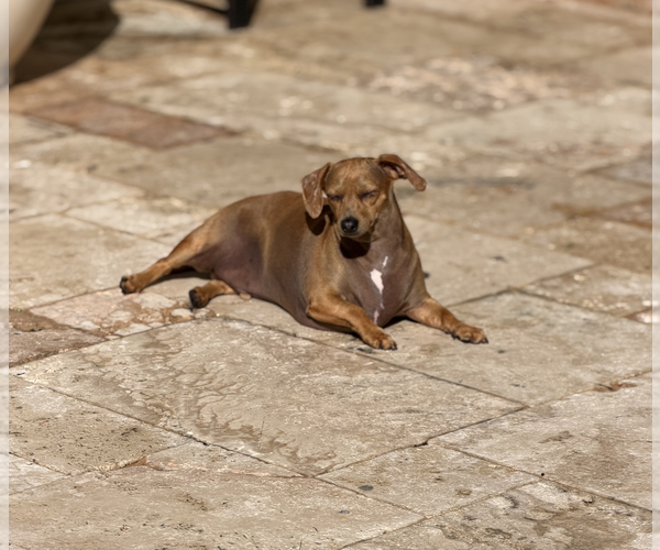 Medium Photo #3 Dachshund Puppy For Sale in Weston, FL, USA