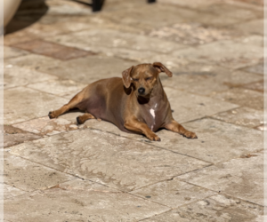 Cremi - Male Dachshund Dog for Adoption - Photo #3