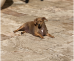 Small #2 Dachshund