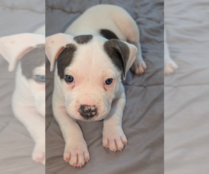 American Bully Puppy for sale in ARVERNE, NY, USA