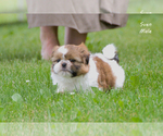 Small #9 Shih Tzu