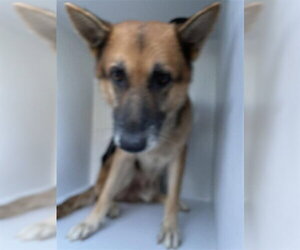 German Shepherd Dog Dogs for adoption in Houston, TX, USA