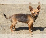 Small Photo #1 Chihuahua Puppy For Sale in WILLAMINA, OR, USA