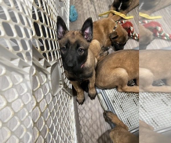 Medium Photo #39 Belgian Malinois Puppy For Sale in REESEVILLE, WI, USA