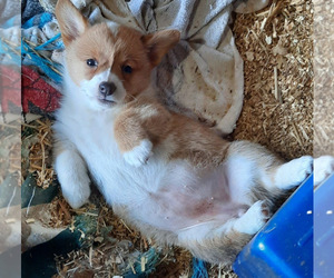 Pembroke Welsh Corgi Puppy for sale in SPOTSYLVANIA, VA, USA