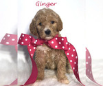 Small #30 Goldendoodle