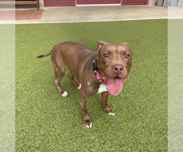 Medium Photo #1 American Pit Bull Terrier Puppy For Sale in Derwood, MD, USA