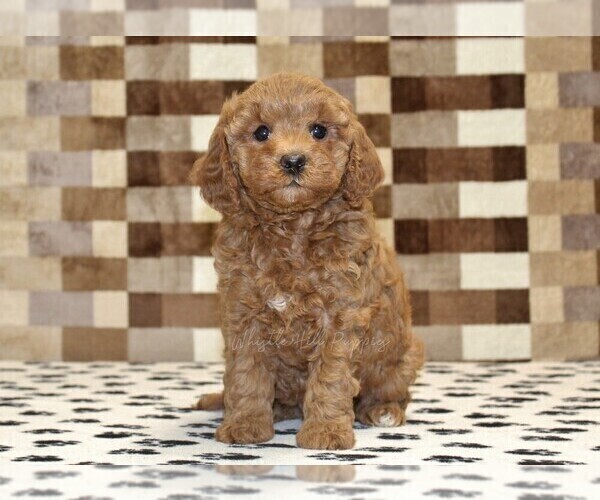 Medium Photo #3 Cavapoo (Miniature) Puppy For Sale in DENVER, PA, USA