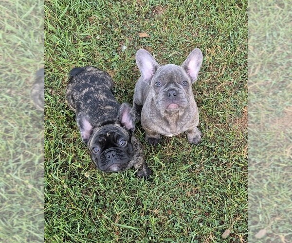 Medium Photo #1 French Bulldog Puppy For Sale in BARDSTOWN, KY, USA