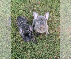 French Bulldog Puppy for sale in BARDSTOWN, KY, USA