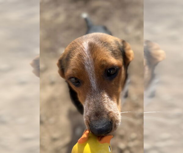 Medium Photo #4 Beagle Puppy For Sale in Corning, AR, USA