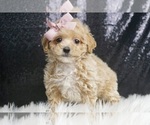 Puppy Chiara F1 Maltipoo