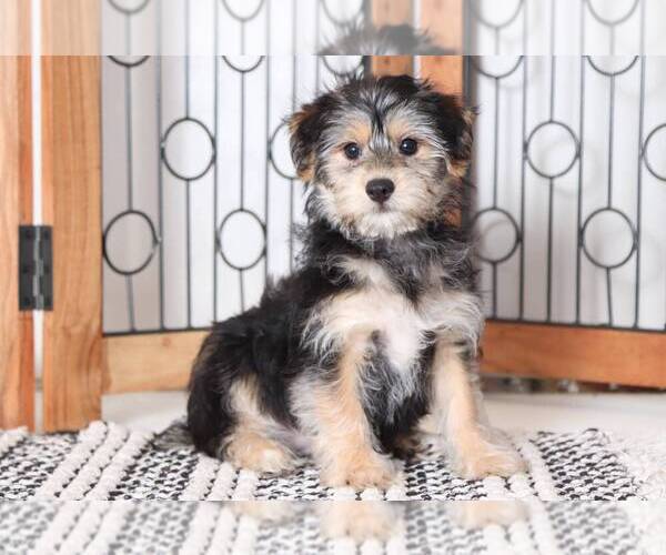 Medium Photo #1 Havashire Puppy For Sale in NAPLES, FL, USA