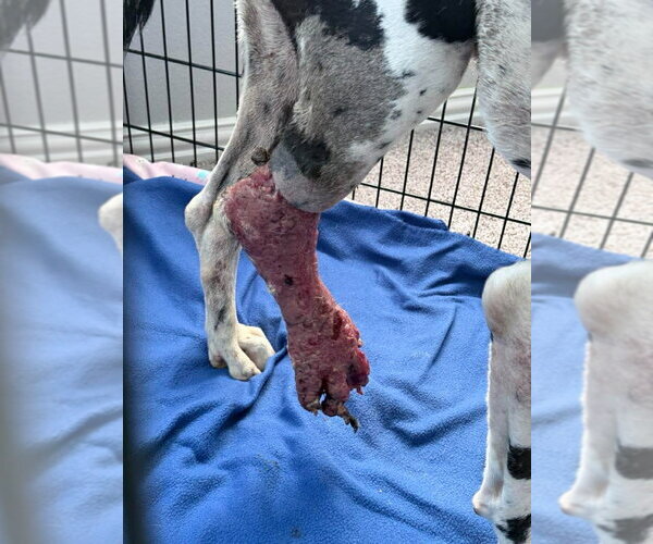 Medium Photo #2 Great Dane Puppy For Sale in Bullard, TX, USA
