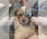 Small #18 Maltipom-Pomeranian Mix