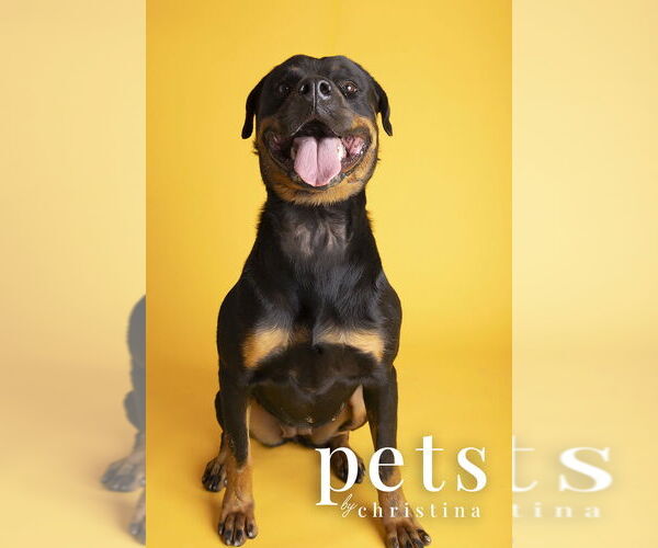 Medium Photo #6 Rottweiler Puppy For Sale in Foristell, MO, USA