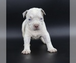 Image preview for Ad Listing. Nickname: Charlie