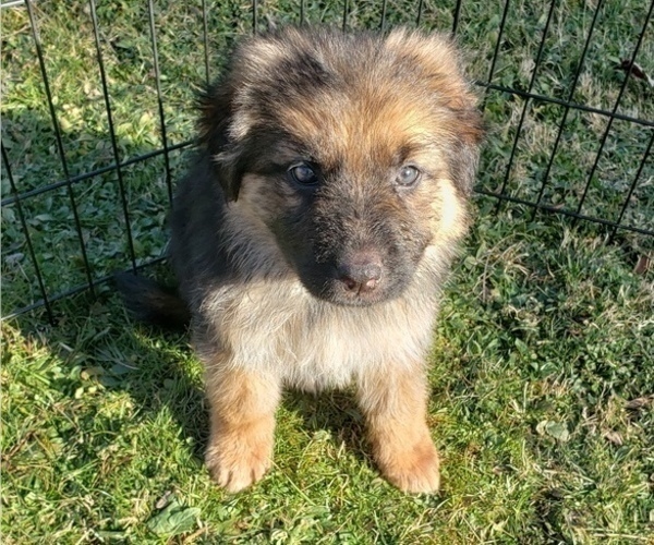 Medium Photo #3 German Shepherd Dog Puppy For Sale in EBENSBURG, PA, USA