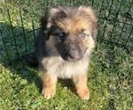 Small Photo #3 German Shepherd Dog Puppy For Sale in EBENSBURG, PA, USA
