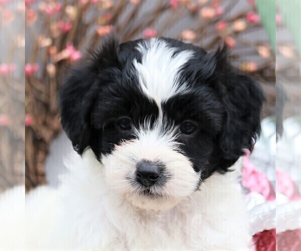 Medium Photo #4 Poodle (Miniature)-Shorkie Tzu Mix Puppy For Sale in GORDONVILLE, PA, USA