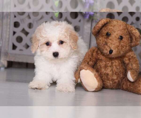 Medium Photo #2 Poochon Puppy For Sale in MOUNT VERNON, OH, USA