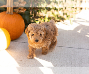 Poodle (Miniature) Puppy for sale in NAPPANEE, IN, USA