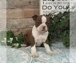 Small #2 Boston Terrier