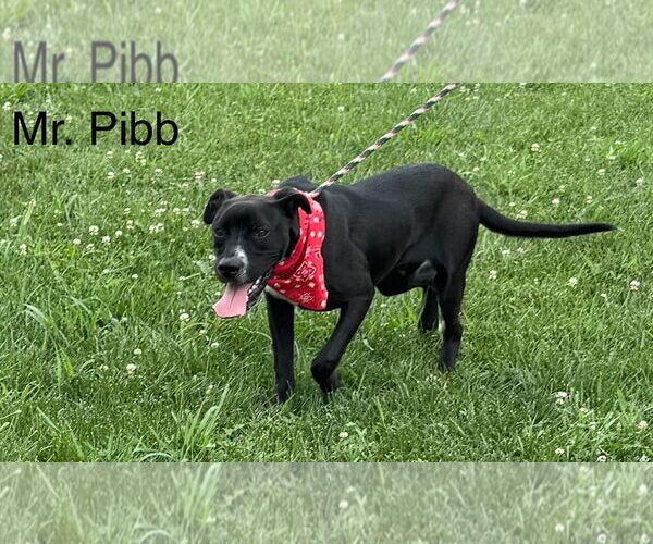 Medium Photo #2 American Pit Bull Terrier-Basset Hound Mix Puppy For Sale in Cottageville, WV, USA