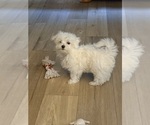 Small #13 Maltese