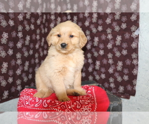 Golden Retriever Puppy for sale in SHILOH, OH, USA