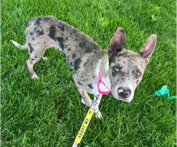 Medium Photo #3 Catahoula Leopard Dog-Unknown Mix Puppy For Sale in Lakewood, CO, USA