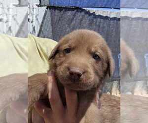 Labrador Retriever Puppy for sale in ROYAL CITY, WA, USA