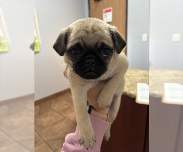 Medium Photo #2 Pug Puppy For Sale in DEARBORN HEIGHTS, MI, USA