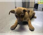 Small Chihuahua Mix