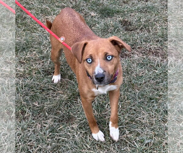Medium Photo #1 Mutt Puppy For Sale in Batavia, OH, USA