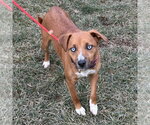 Pupcup - Female Mutt Dog for Adoption - Small photo