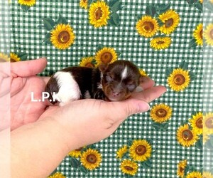 Yorkshire Terrier Puppy for sale in WINNSBORO, LA, USA